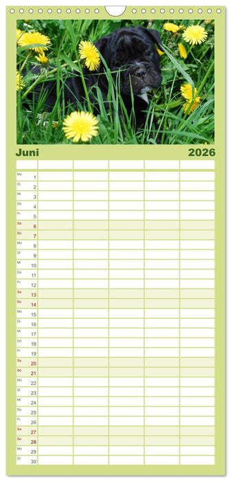 Bulldoggen-Kinder (CALVENDO Familienplaner 2026)