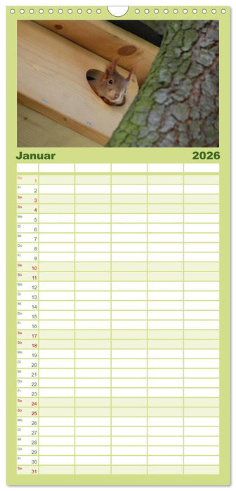 Spaß mit Eichhörnchen-Kindern (CALVENDO Familienplaner 2026)