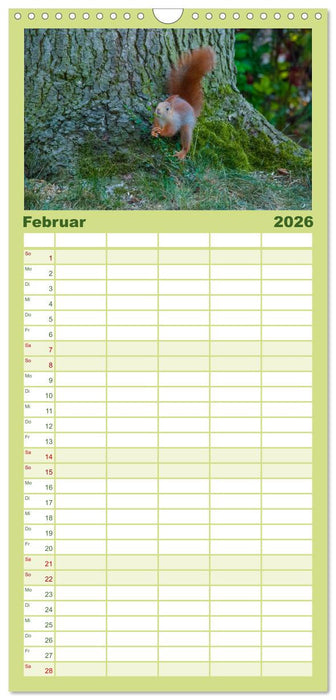 Spaß mit Eichhörnchen-Kindern (CALVENDO Familienplaner 2026)