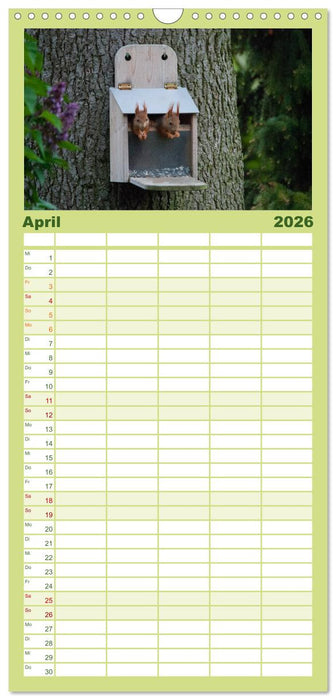 Spaß mit Eichhörnchen-Kindern (CALVENDO Familienplaner 2026)