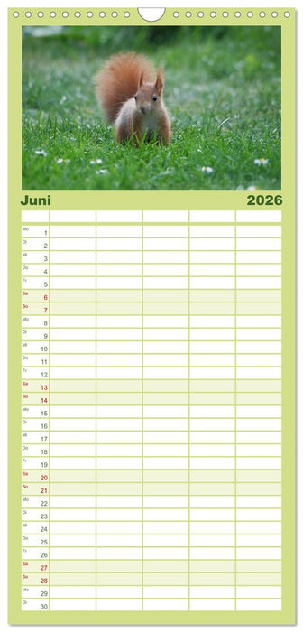 Spaß mit Eichhörnchen-Kindern (CALVENDO Familienplaner 2026)