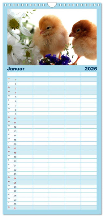 Küken in der Kinderstube (CALVENDO Familienplaner 2026)