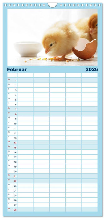 Küken in der Kinderstube (CALVENDO Familienplaner 2026)