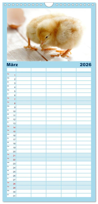 Küken in der Kinderstube (CALVENDO Familienplaner 2026)