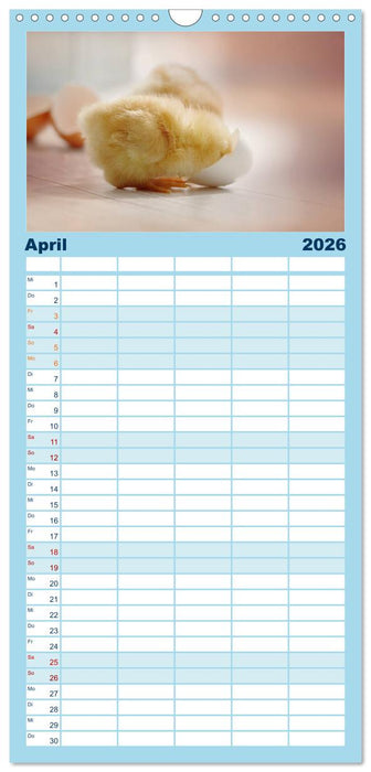 Küken in der Kinderstube (CALVENDO Familienplaner 2026)