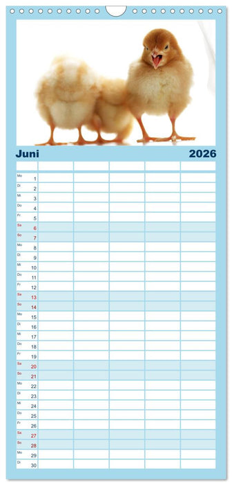 Küken in der Kinderstube (CALVENDO Familienplaner 2026)