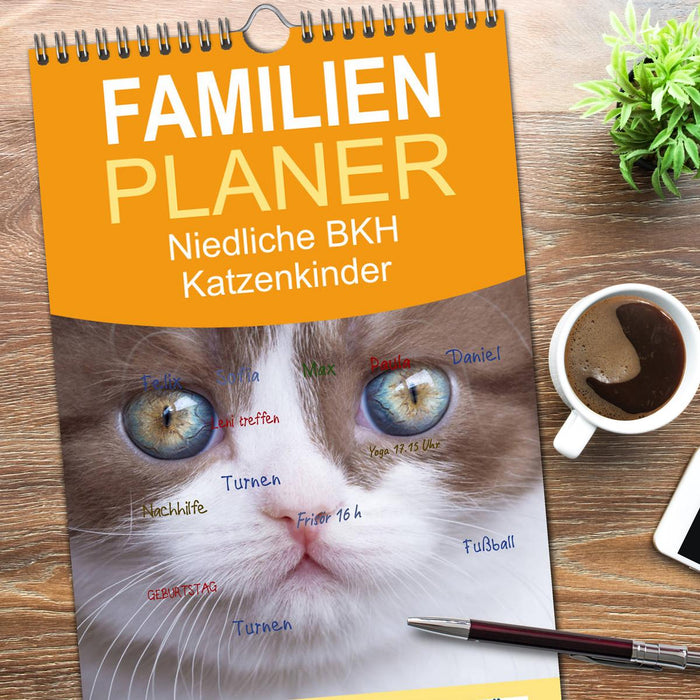 Niedliche BKH Katzenkinder (CALVENDO Familienplaner 2026)
