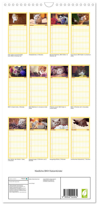 Niedliche BKH Katzenkinder (CALVENDO Familienplaner 2026)