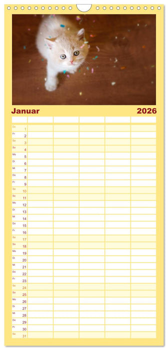 Niedliche BKH Katzenkinder (CALVENDO Familienplaner 2026)