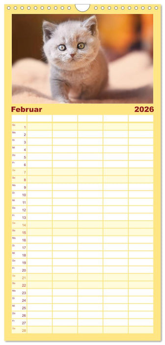 Niedliche BKH Katzenkinder (CALVENDO Familienplaner 2026)
