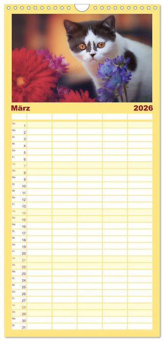 Niedliche BKH Katzenkinder (CALVENDO Familienplaner 2026)