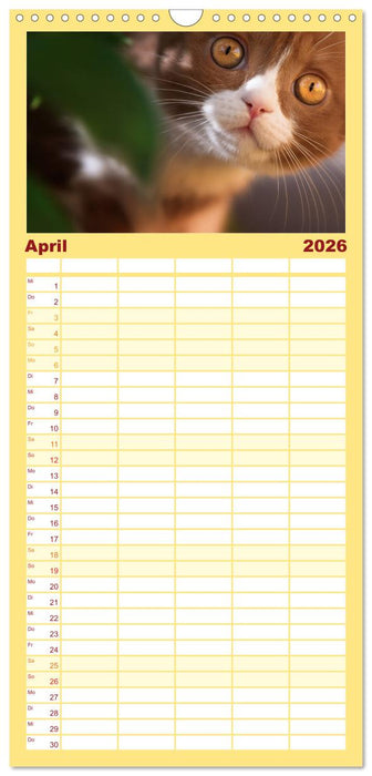 Niedliche BKH Katzenkinder (CALVENDO Familienplaner 2026)