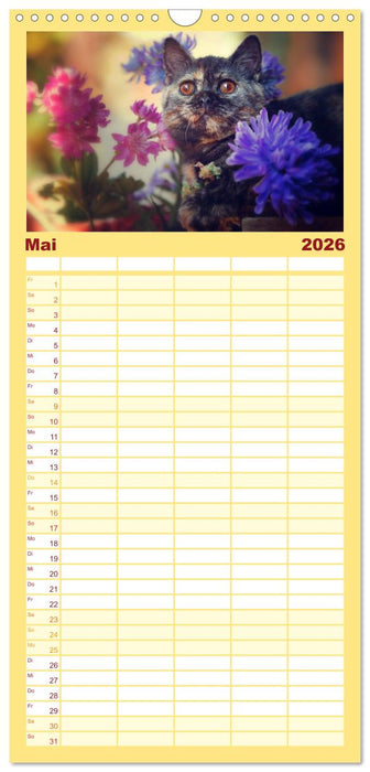 Niedliche BKH Katzenkinder (CALVENDO Familienplaner 2026)