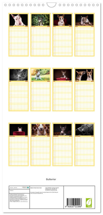 Bullterrier (CALVENDO Familienplaner 2026)