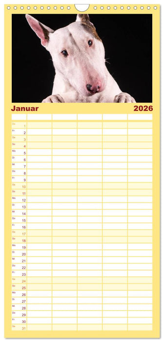 Bullterrier (CALVENDO Familienplaner 2026)