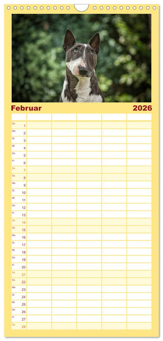 Bullterrier (CALVENDO Familienplaner 2026)