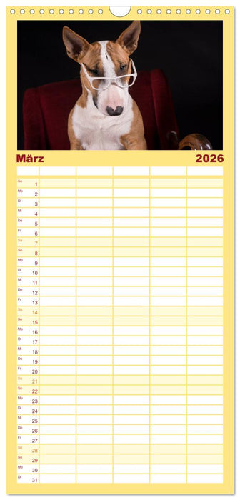 Bullterrier (CALVENDO Familienplaner 2026)