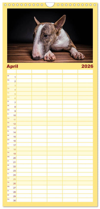 Bullterrier (CALVENDO Familienplaner 2026)