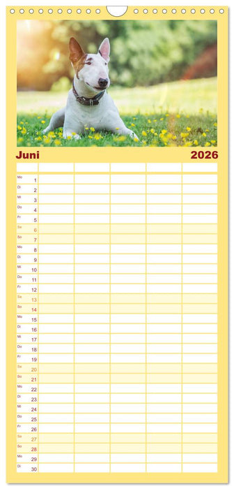 Bullterrier (CALVENDO Familienplaner 2026)