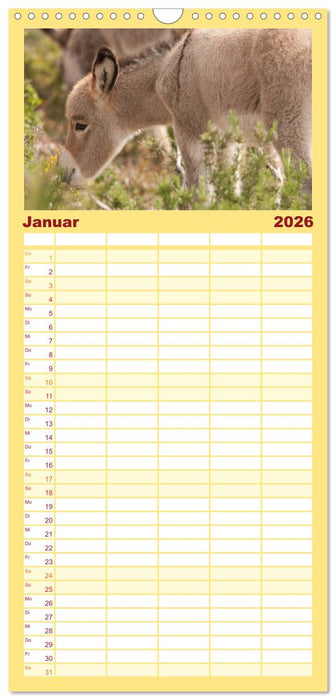 Zauberhafte Esel (CALVENDO Familienplaner 2026)