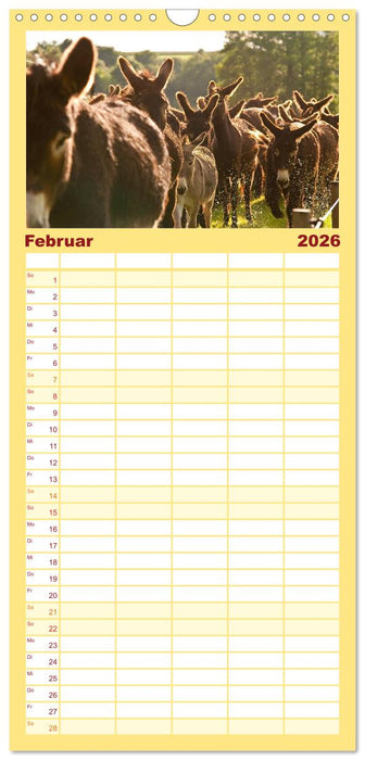 Zauberhafte Esel (CALVENDO Familienplaner 2026)