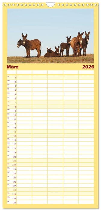 Zauberhafte Esel (CALVENDO Familienplaner 2026)