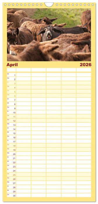 Zauberhafte Esel (CALVENDO Familienplaner 2026)