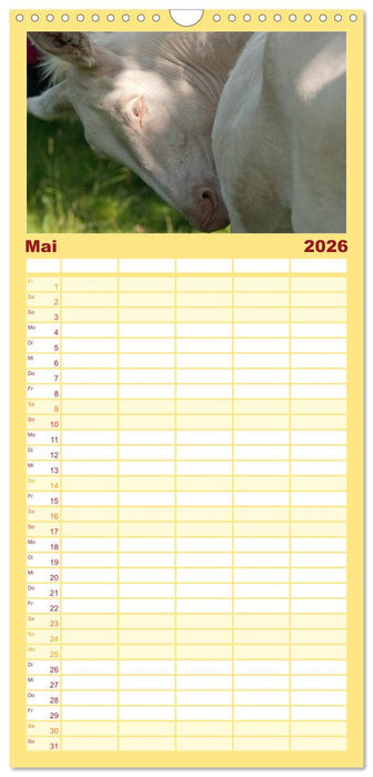 Zauberhafte Esel (CALVENDO Familienplaner 2026)