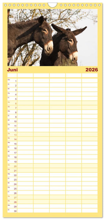 Zauberhafte Esel (CALVENDO Familienplaner 2026)