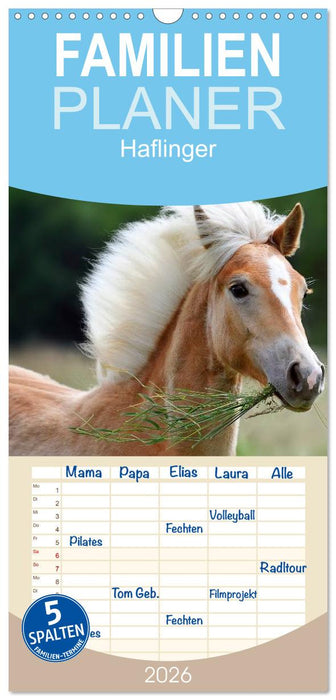 Haflinger (CALVENDO Familienplaner 2026)