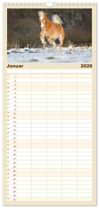 Haflinger (CALVENDO Familienplaner 2026)