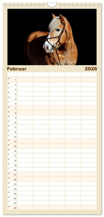 Haflinger (CALVENDO Familienplaner 2026)