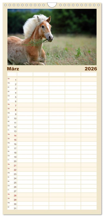 Haflinger (CALVENDO Familienplaner 2026)
