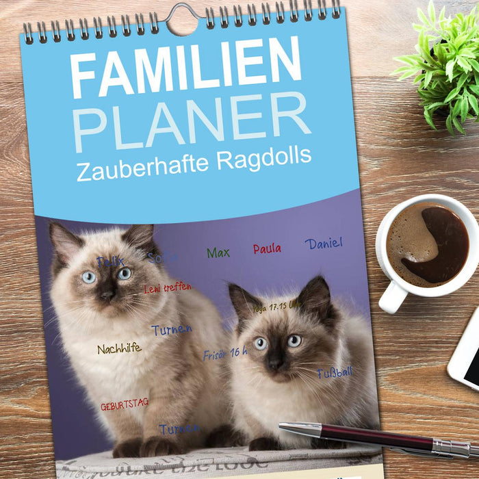 Zauberhafte Ragdolls (CALVENDO Familienplaner 2026)