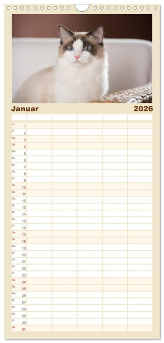 Zauberhafte Ragdolls (CALVENDO Familienplaner 2026)