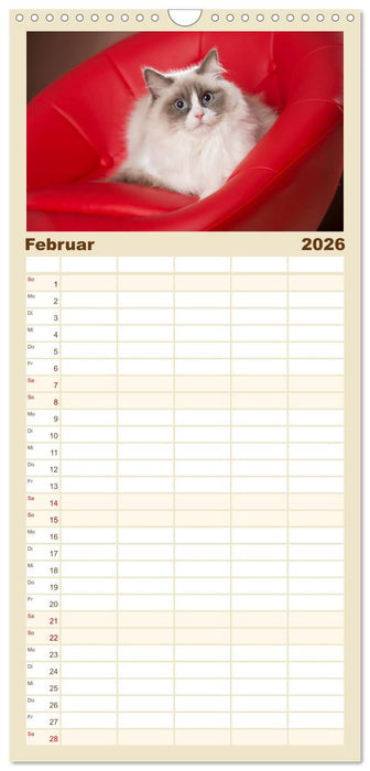 Zauberhafte Ragdolls (CALVENDO Familienplaner 2026)