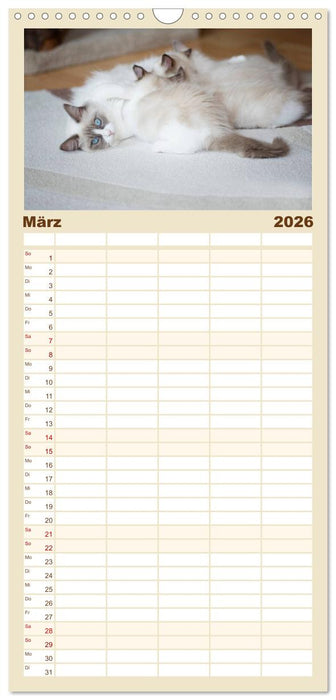 Zauberhafte Ragdolls (CALVENDO Familienplaner 2026)
