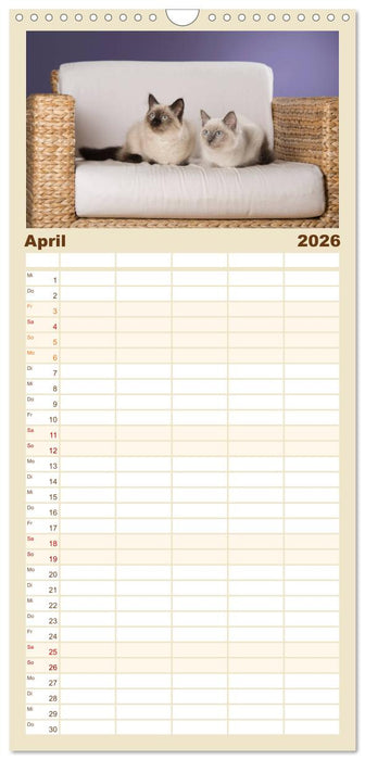 Zauberhafte Ragdolls (CALVENDO Familienplaner 2026)