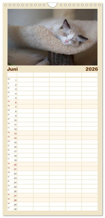 Zauberhafte Ragdolls (CALVENDO Familienplaner 2026)
