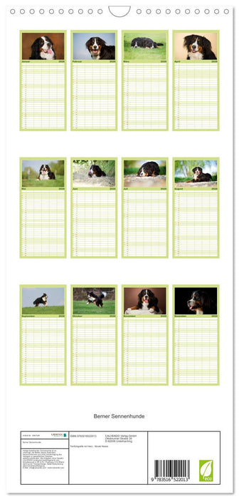 Berner Sennenhunde (CALVENDO Familienplaner 2026)