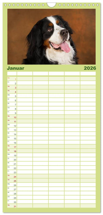 Berner Sennenhunde (CALVENDO Familienplaner 2026)