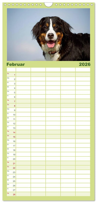 Berner Sennenhunde (CALVENDO Familienplaner 2026)