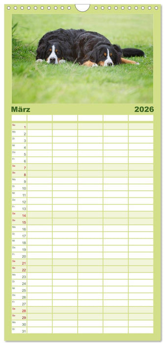Berner Sennenhunde (CALVENDO Familienplaner 2026)