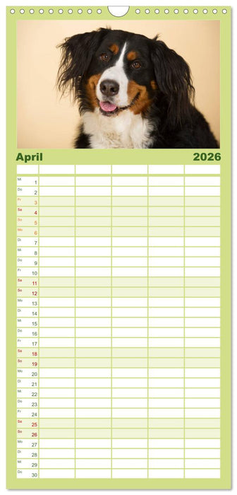 Berner Sennenhunde (CALVENDO Familienplaner 2026)