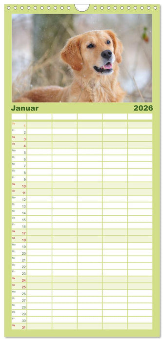 Golden Retriever (CALVENDO Familienplaner 2026)