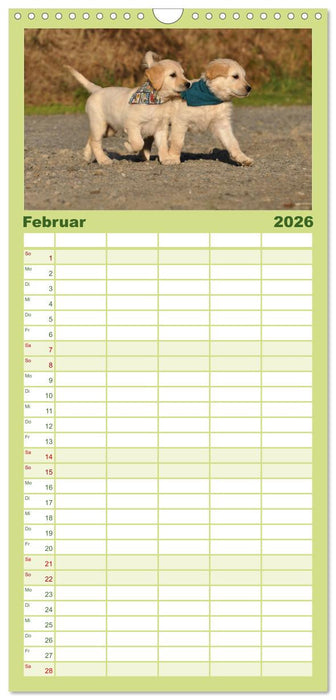 Golden Retriever (CALVENDO Familienplaner 2026)