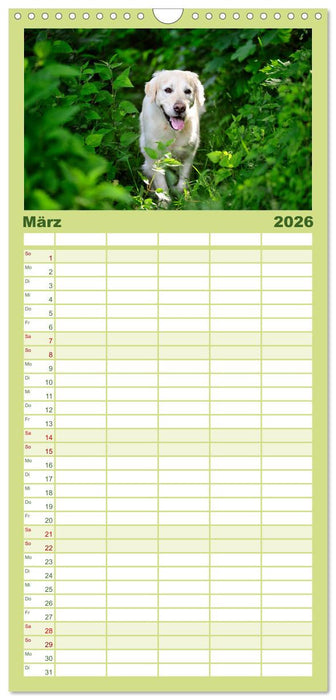 Golden Retriever (CALVENDO Familienplaner 2026)