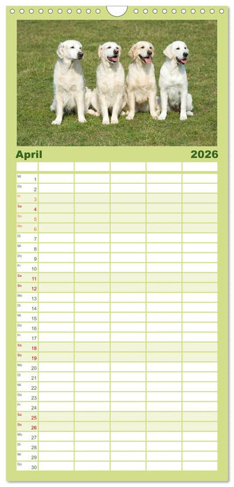 Golden Retriever (CALVENDO Familienplaner 2026)