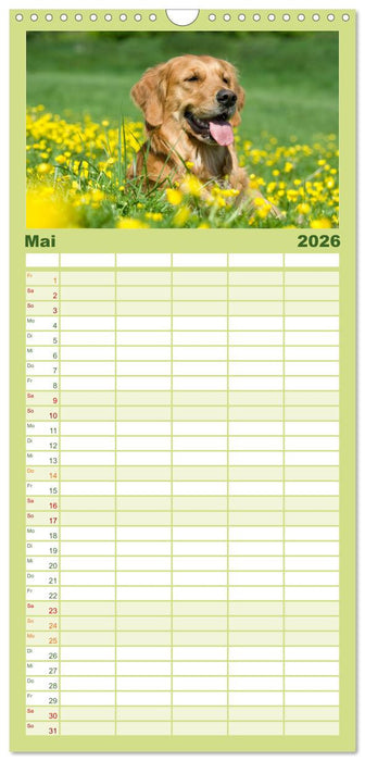 Golden Retriever (CALVENDO Familienplaner 2026)