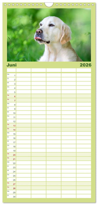 Golden Retriever (CALVENDO Familienplaner 2026)